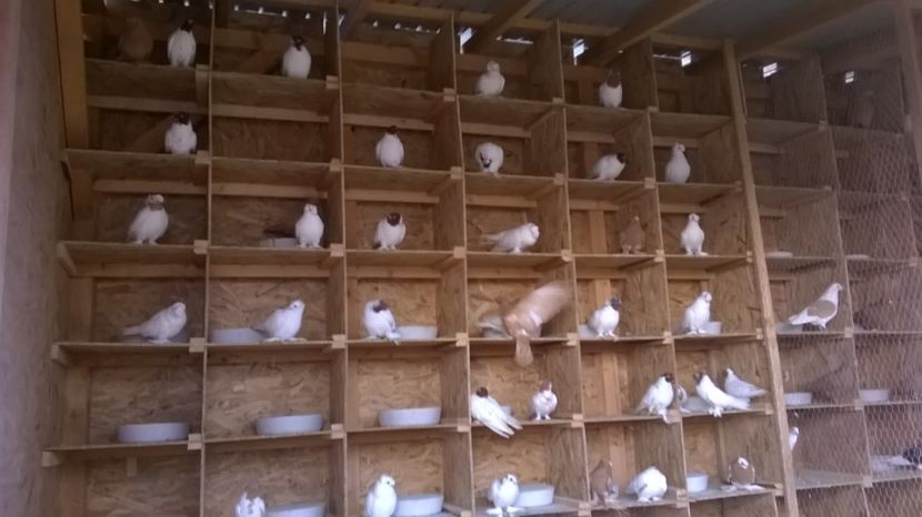  - jucatori de botosani