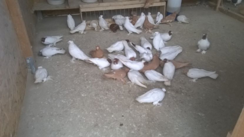  - jucatori de botosani