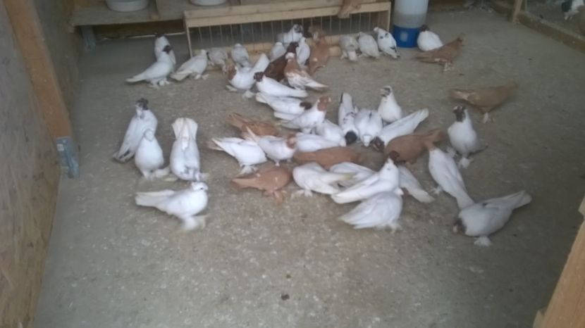  - jucatori de botosani