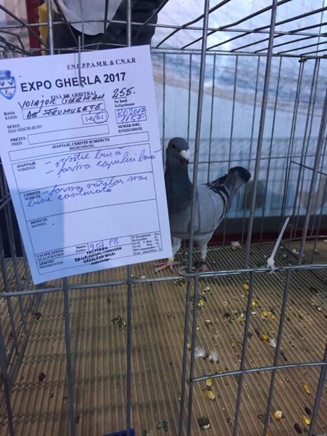 9005971A-E677-451F-8771-BC7B184F36EE - Rezultate expo Gherla