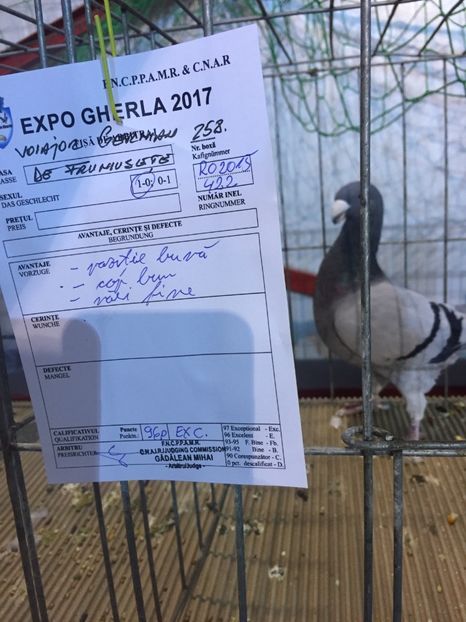 EBDB699B-329F-4C89-B01F-BA523549F803 - Rezultate expo Gherla