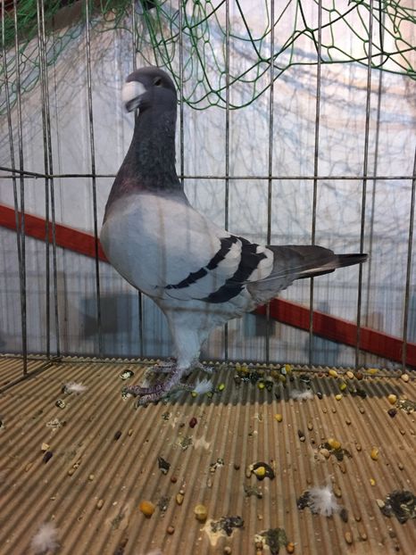 F2CEBA3C-1E69-4011-9E9A-78CAD28FDC59 - Rezultate expo Gherla