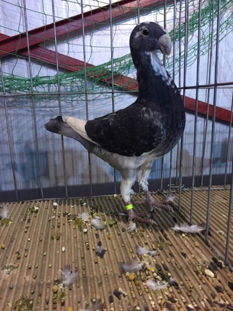 512B33C6-2605-4188-8C17-6BFCE9053641 - Rezultate expo Gherla