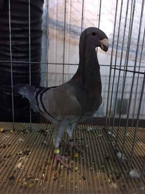 F4FDC03F-1993-446A-86E9-F0F2BF23F719 - Rezultate expo Gherla