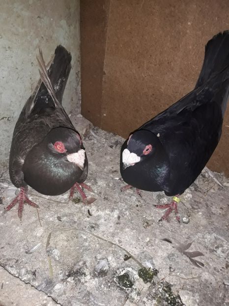 Perechea 15 - Berberi