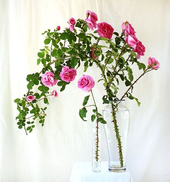 Pegging roses - _Inspiratie_Tentatii in gradina