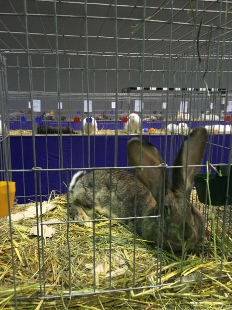 Ro  4 4761(F) 95pct(-1pct intretinere) - Expozitia Banatului Lugoj 2017