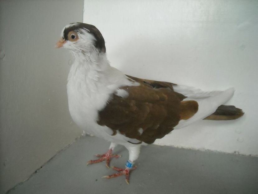  - PORUMBEI CARE MI AU APARTINUT