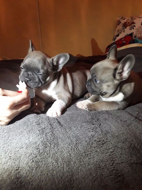 IMG-20171216-WA0006 - Bulldog francez de vanzare