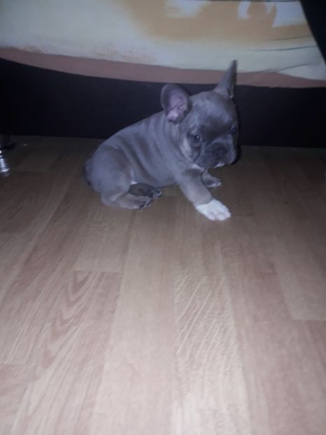  - Bulldog francez de vanzare