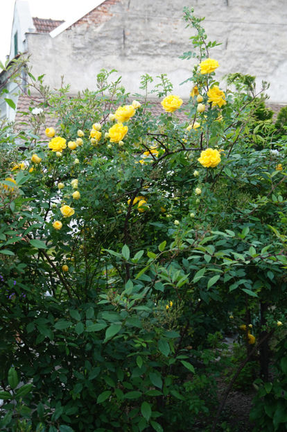  - Persian Yellow