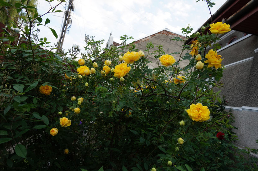  - Persian Yellow