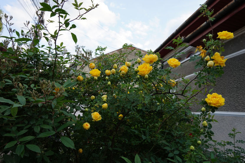  - Persian Yellow
