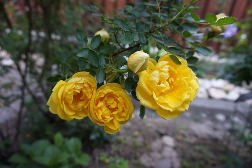  - Persian Yellow
