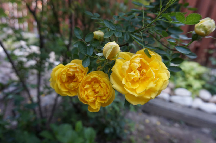  - Persian Yellow