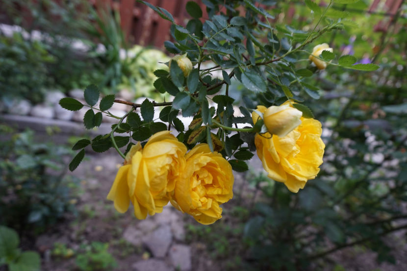  - Persian Yellow
