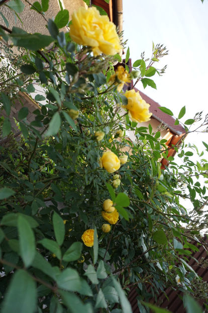  - Persian Yellow