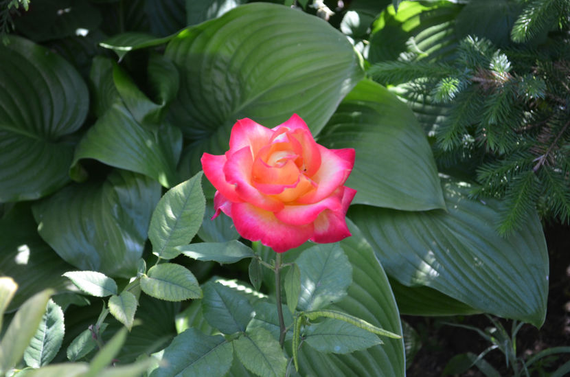  - dragostea  de natura