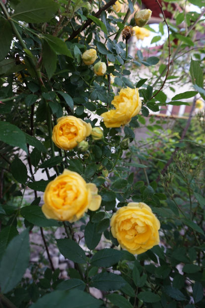  - Persian Yellow