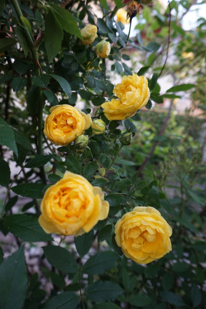  - Persian Yellow