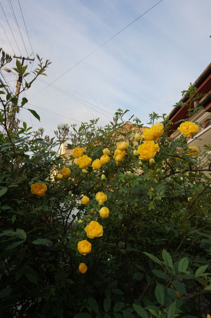  - Persian Yellow
