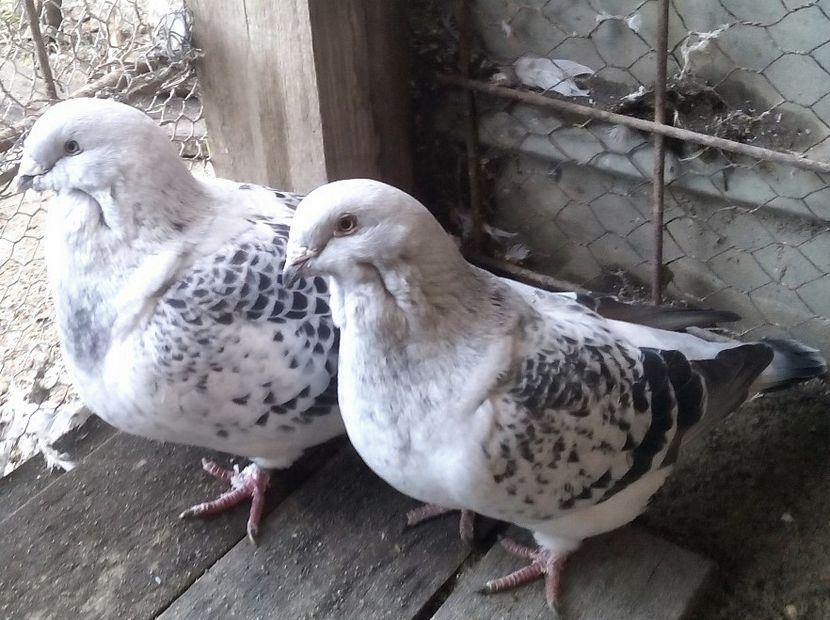  - 3 CIOCANITI AZUR-VANDUTI