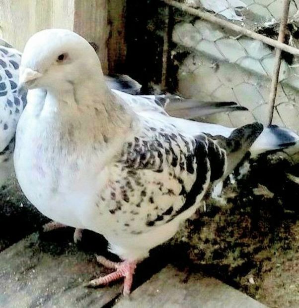  - 3 CIOCANITI AZUR-VANDUTI