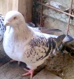 - 3 CIOCANITI AZUR-VANDUTI