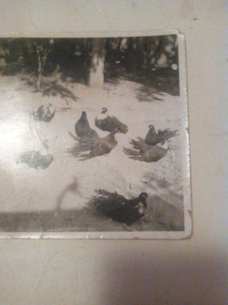  - Amintiri cu porumbei Familei Bartalis