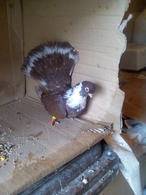  - Castani de craiova