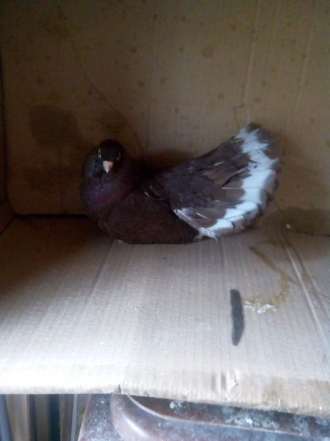  - Castani de craiova