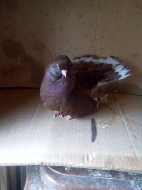  - Castani de craiova