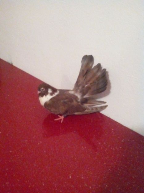  - Castani de craiova