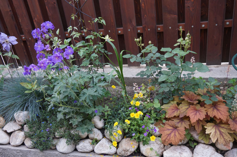  - Geranium si alte perene