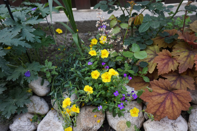  - Geranium si alte perene