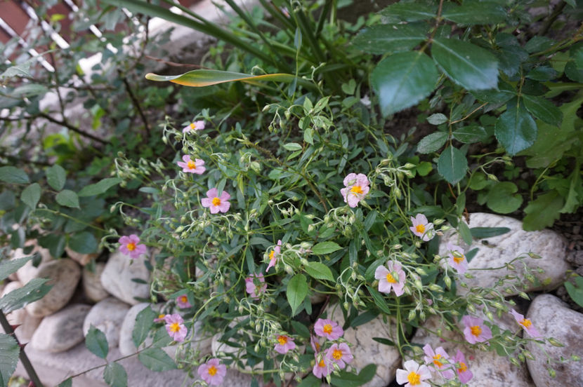 helianthemum roz - Geranium si alte perene