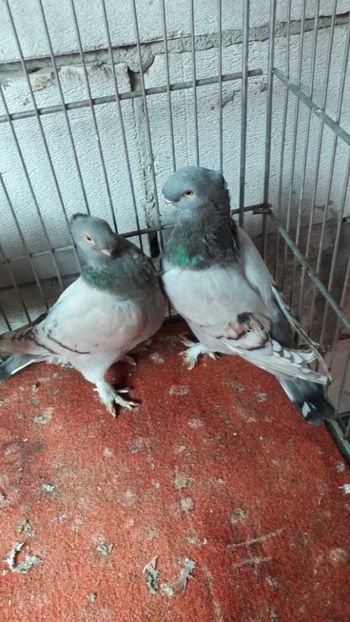 Pereche 2017 - Porumbei vanduti