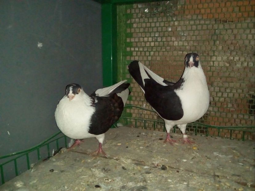 M + F - Porumbei Jucatori de Galati