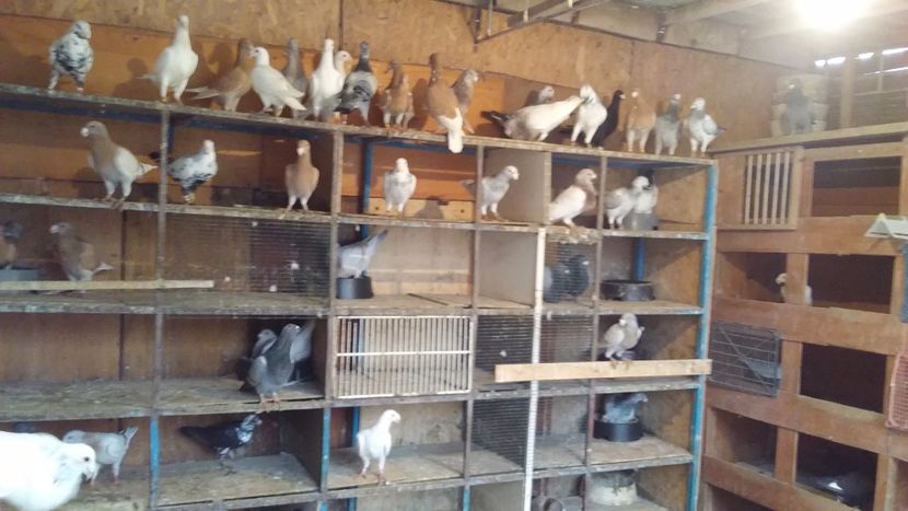  - voiajori germani de frumusete DE VINZARE