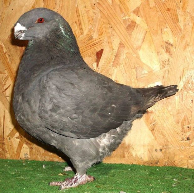 vinduta - American Giant Homer devinzare