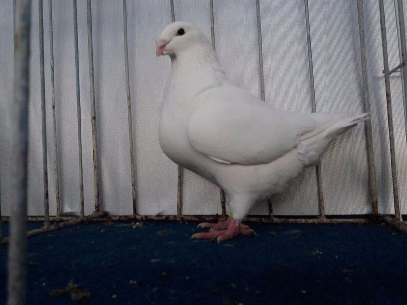 Femela 2017 1 - American Giant Homer devinzare