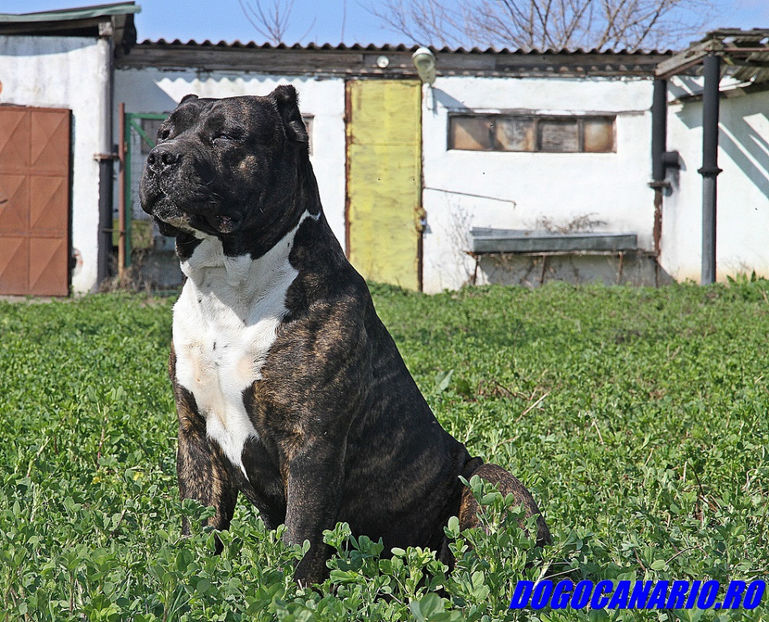  - Dogo Canario de vanzare for sale