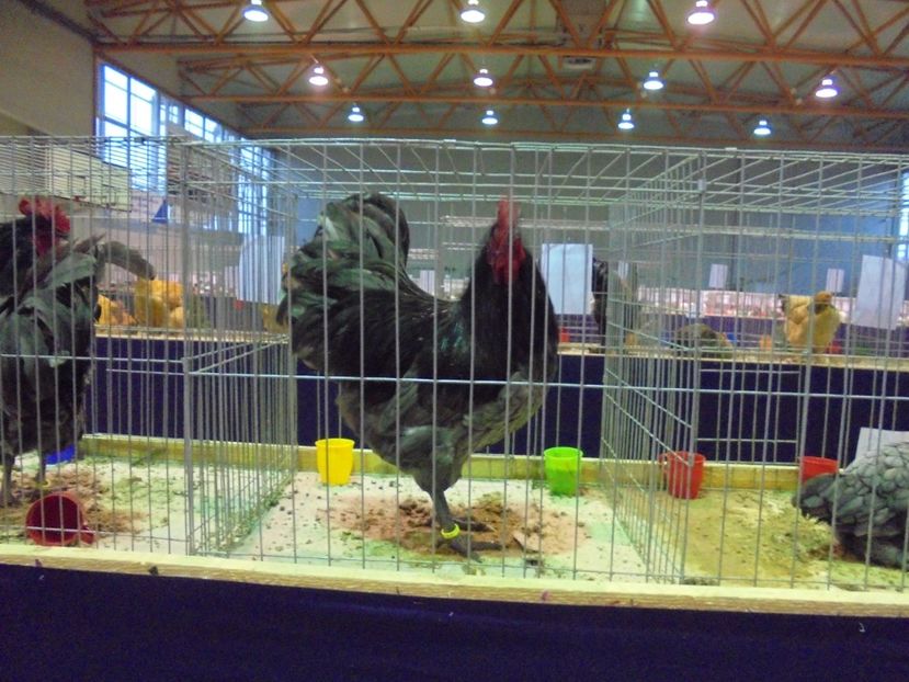 Australorp (5) - z Expozita regionala a Banatului - Decembrie 2017