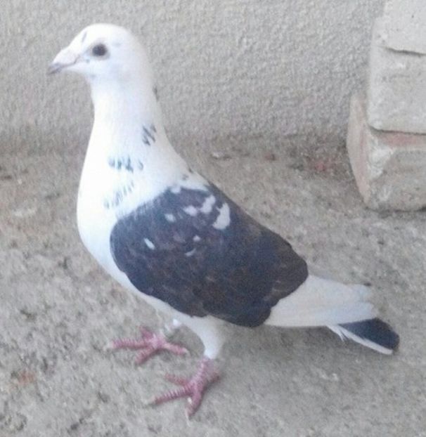 Mascul 2012-434....-Targoviste - Porumbei vanduti