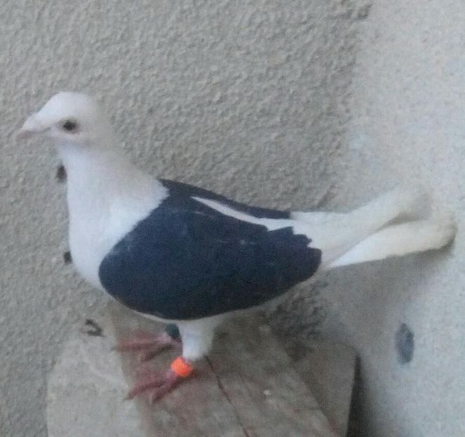 Femela 2015-065....-Targoviste - Porumbei vanduti