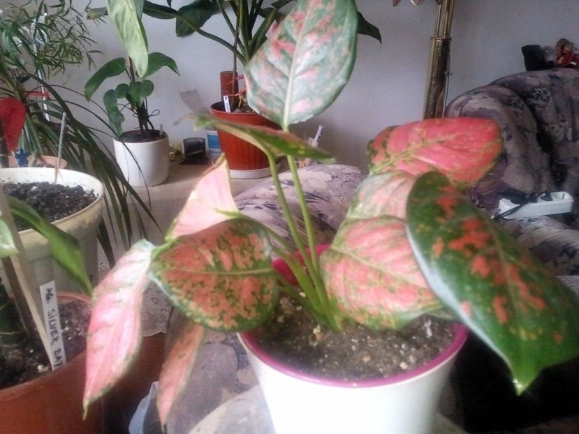  - 003-1 Aglaonema- planta intunericului