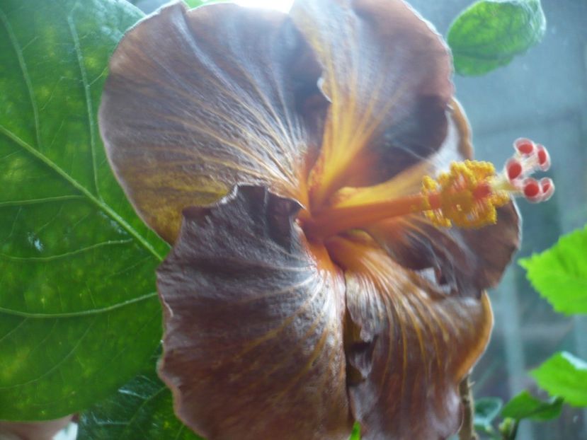 17.12.2017 - HIBISCUSI 2017-4