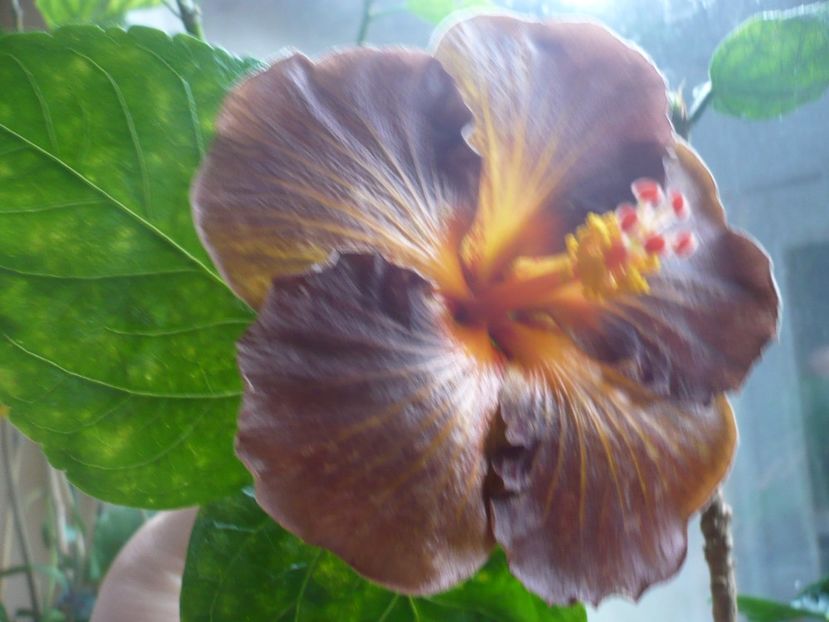 P1350528 - HIBISCUSI 2017-4