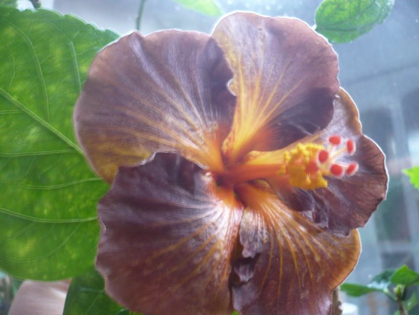 P1350531 - HIBISCUSI 2017-4