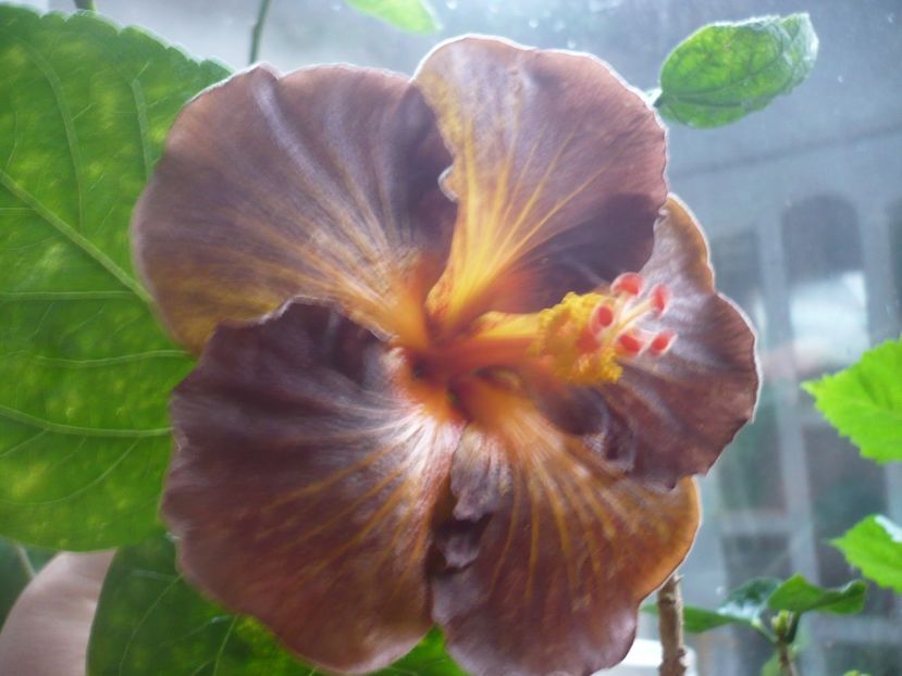 P1350532 - HIBISCUSI 2017-4